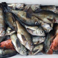 オーフリー 釣果