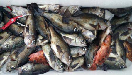 オーフリー 釣果