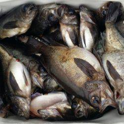 オーフリー 釣果