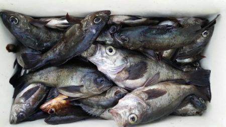 オーフリー 釣果