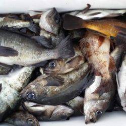 オーフリー 釣果