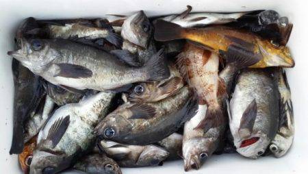 オーフリー 釣果