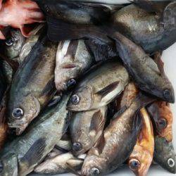 オーフリー 釣果