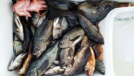 オーフリー 釣果