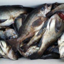 オーフリー 釣果