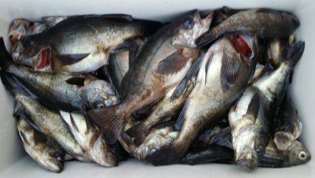 オーフリー 釣果