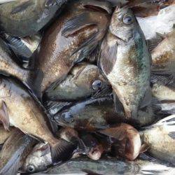 オーフリー 釣果