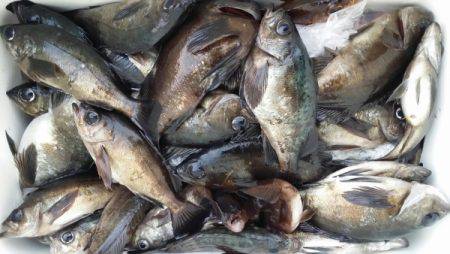 オーフリー 釣果