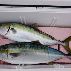 ファイヤードルフィン 釣果