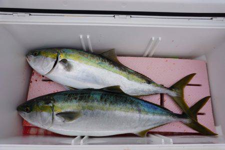 ファイヤードルフィン 釣果