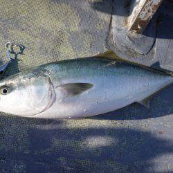 ファイヤードルフィン 釣果