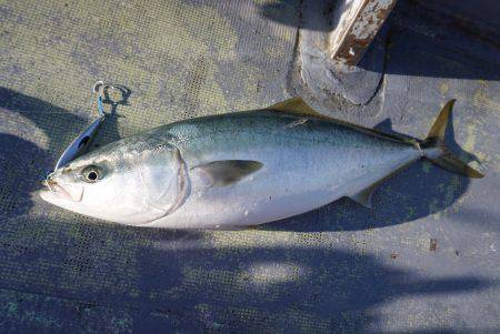 ファイヤードルフィン 釣果