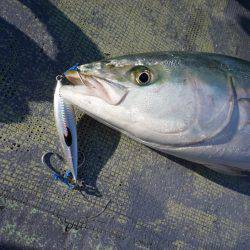 ファイヤードルフィン 釣果