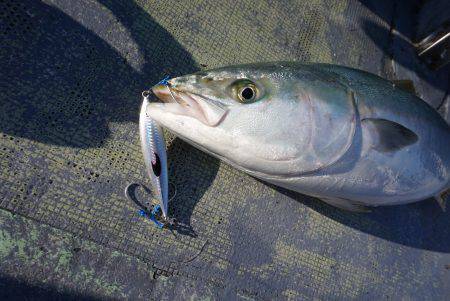 ファイヤードルフィン 釣果