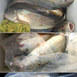 来温丸（らいおんまる） 釣果