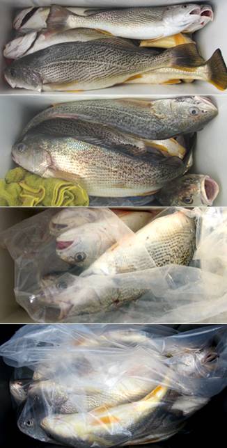 来温丸（らいおんまる） 釣果