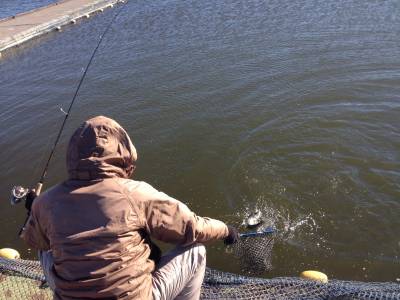 吉羽園 釣果