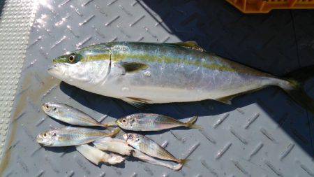 海運丸 釣果