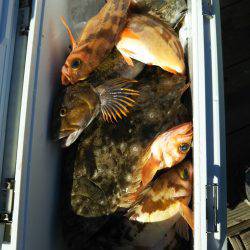 モンロー号 釣果