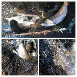 みどりフィッシングエリア 釣果