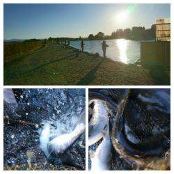 みどりフィッシングエリア 釣果