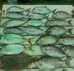 本部釣りイカダ 釣果