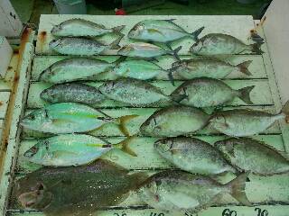 本部釣りイカダ 釣果