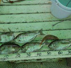 本部釣りイカダ 釣果