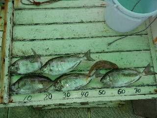 本部釣りイカダ 釣果