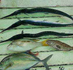 本部釣りイカダ 釣果