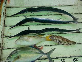 本部釣りイカダ 釣果