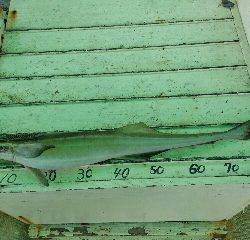 本部釣りイカダ 釣果