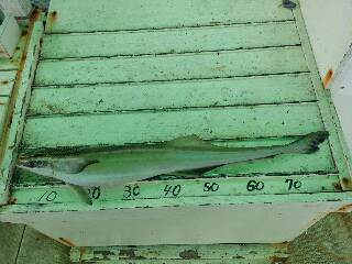 本部釣りイカダ 釣果