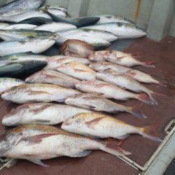 飛燕さくら丸 釣果