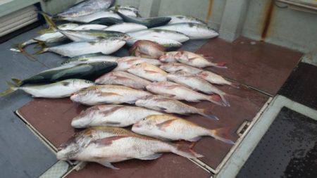 飛燕さくら丸 釣果