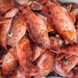 オーフリー 釣果