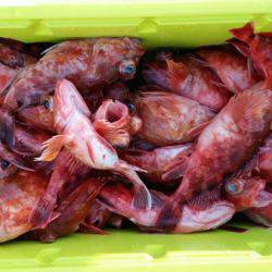 オーフリー 釣果