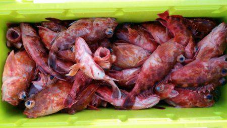 オーフリー 釣果