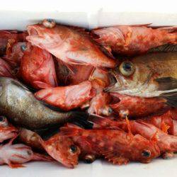 オーフリー 釣果