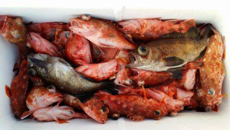 オーフリー 釣果