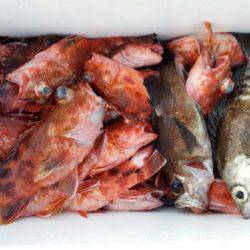 オーフリー 釣果