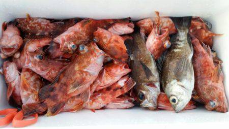 オーフリー 釣果