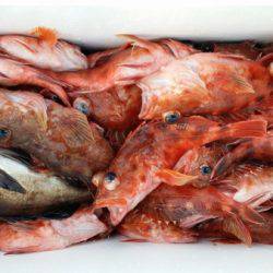 オーフリー 釣果