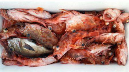 オーフリー 釣果