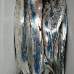 オーフリー 釣果