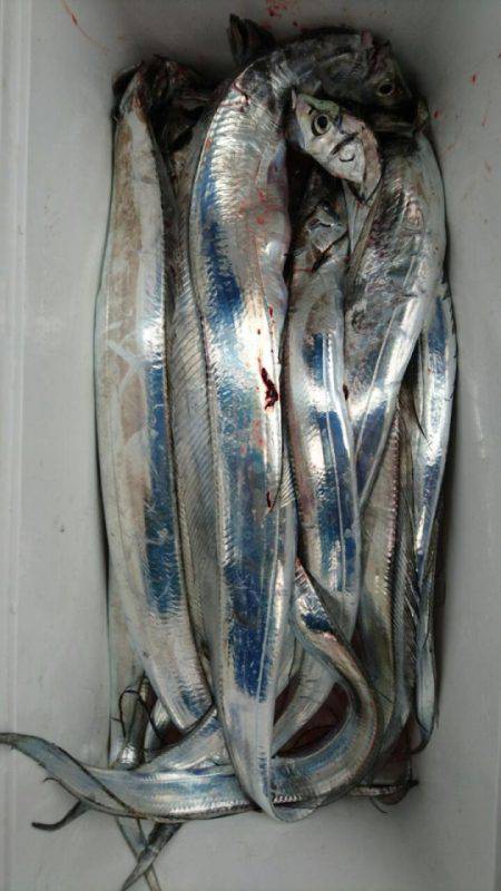 オーフリー 釣果