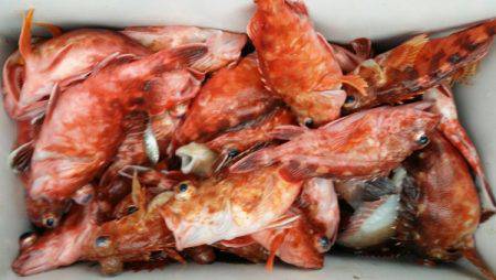 オーフリー 釣果