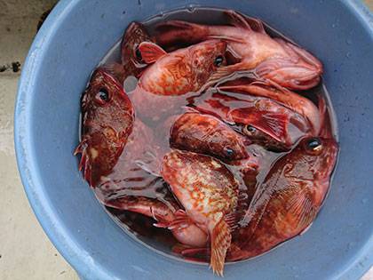 松本釣船２ 釣果