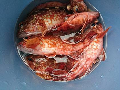 松本釣船２ 釣果