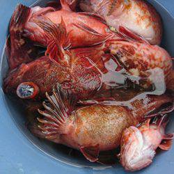 松本釣船２ 釣果